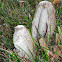 Shaggy Mane Mushroom