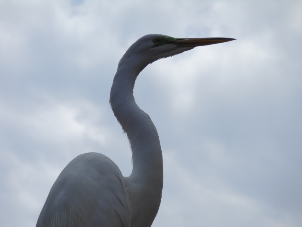 Great Egret