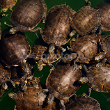 Turtles by Becky Kempf -  