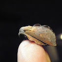 Lappet moth