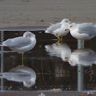 Ring-billed Gull