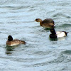 Lesser Scaup