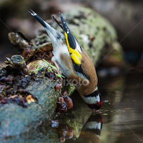 by Nigel Atkins - Animals Birds