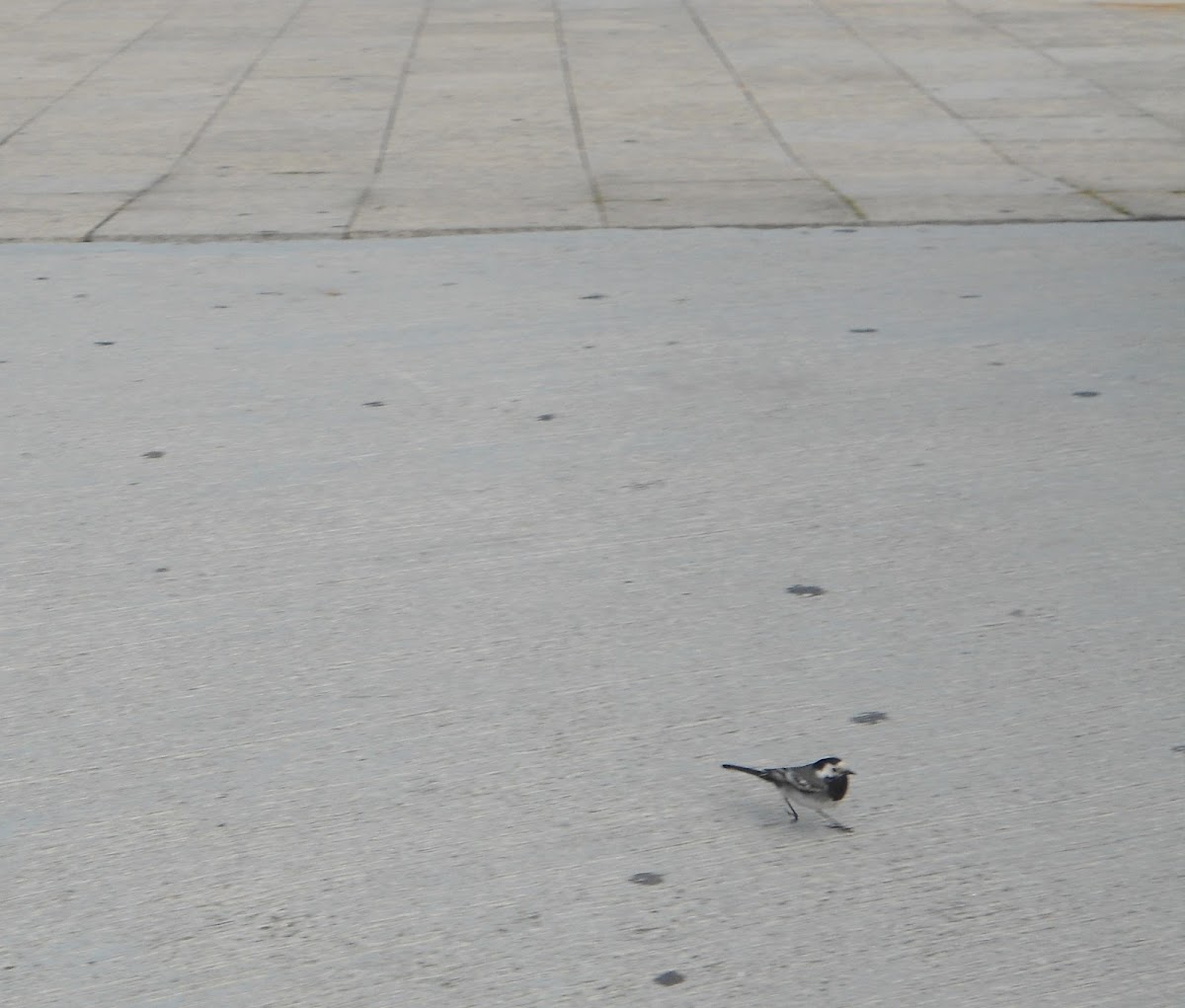 lavandera blanca (esp) White Wagtail (eng)