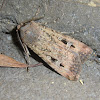 Bogong moth (pink male)