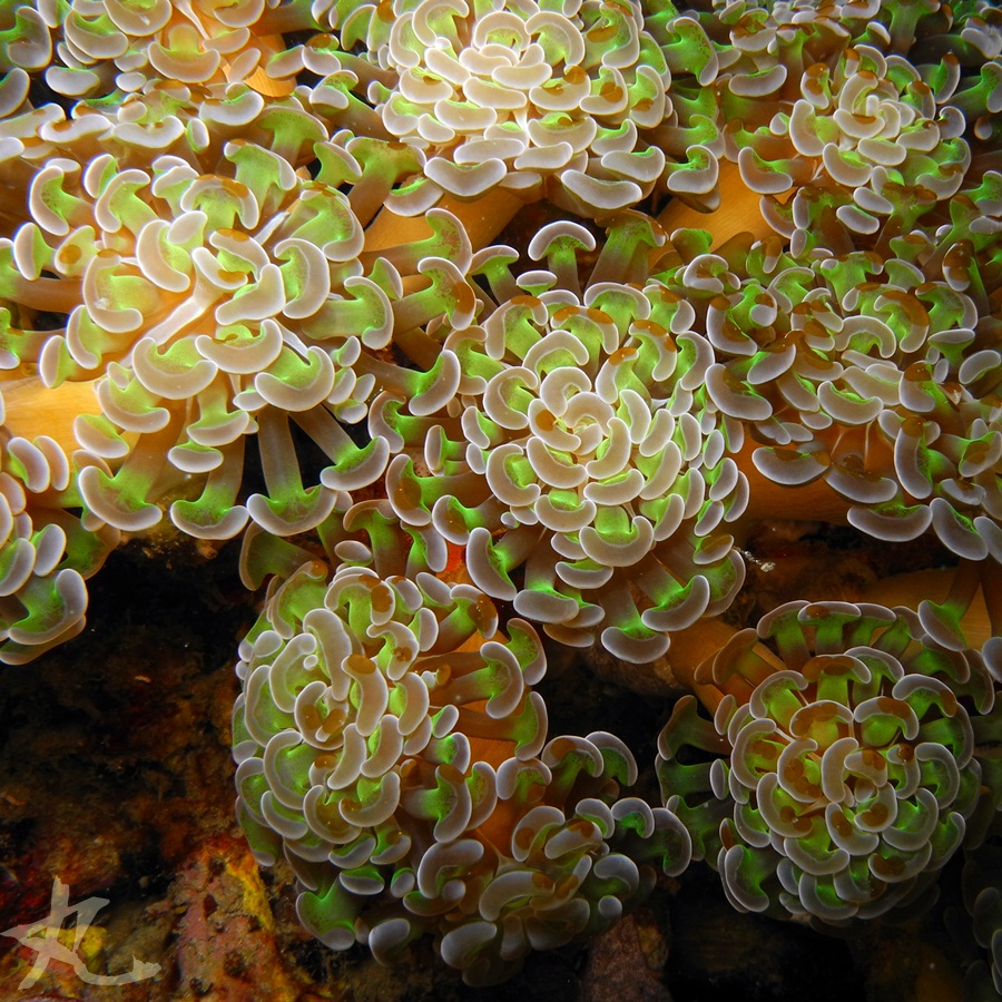 Bean Coral