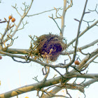 A Dove's Nest