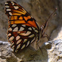 Andean Silverspot