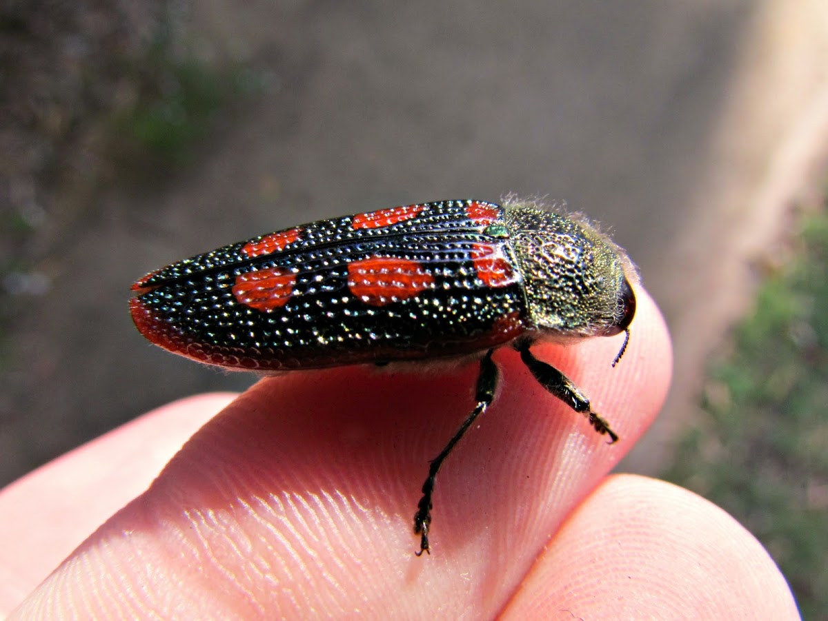 Roe’s Jewel Beetle