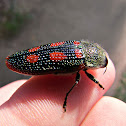 Roe’s Jewel Beetle