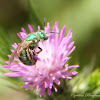 Green Metallic Bee