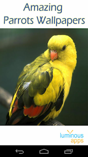 Amazing Parrots Wallpapers