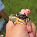Marsh Fidler Crab