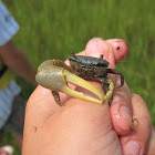 Marsh Fidler Crab