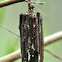 Stick Case Moth Larvae