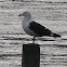 Black backed Gull or Karoro
