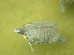 Fotos Gratis Animales - Tortugas