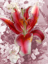 Fotos Gratis Naturaleza - Flores - Gran corazón de flor