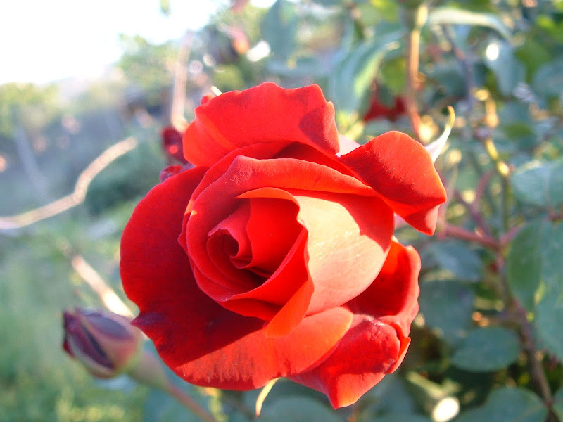 Fotos Gratis  Naturaleza - Flores - Rosa Roja