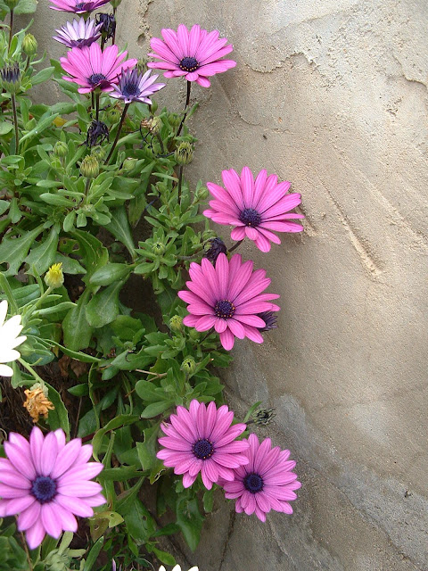Fotos Gratis  Naturaleza - Flores - Margaritas violetas en la pared