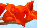 Fotos Gratis  Naturaleza - Flores - Gladiolos