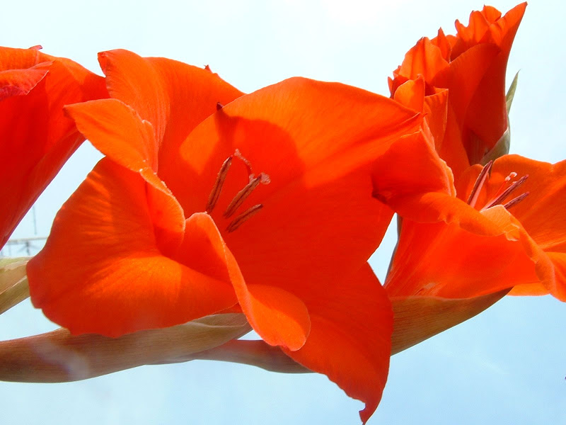 Fotos Gratis  Naturaleza - Flores - Hojas coloristas