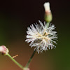 Florida Tassle Flower (seed head)