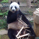 panda (Ailuropoda melanoleuca)