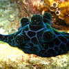 Sea slug/snail