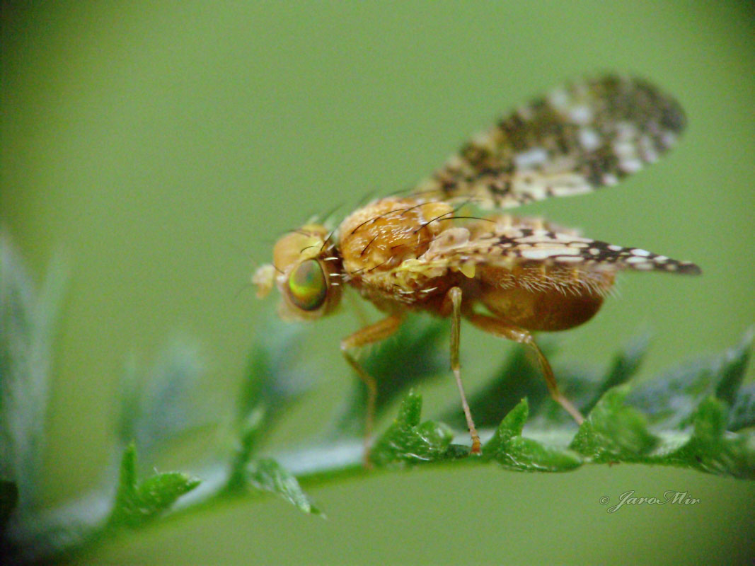 Fruit flies, Nasionnica