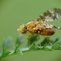 Fruit flies, Nasionnica