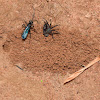 Spider Wasp with prey