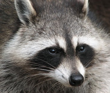 Free Download Raccoon Call APK for Android