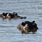 Hippo; Swahili: Kiboko