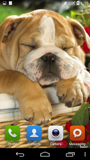 Sleeping Puppy HD