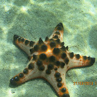 Knobbly Sea Star
