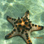 Knobbly Sea Star