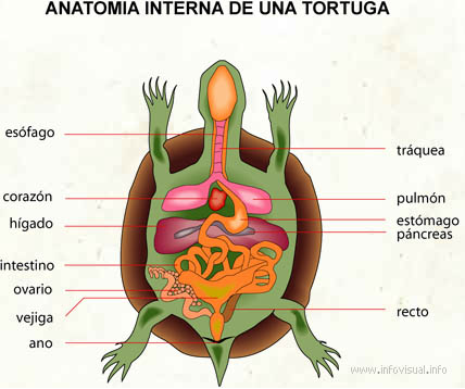 Tortugario