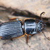 Betsy Beetle