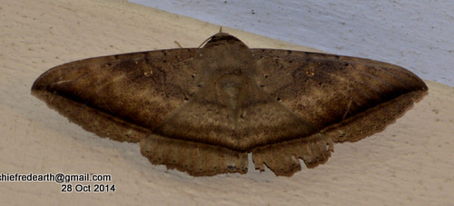 Hulodes Moth