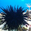 Blue black urchin