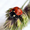 seven-spot ladybird (dt. Siebenpunkt-Marienkäfer)