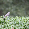 Tufted Titmouse