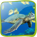 Sea Turtle 3D (PRO)