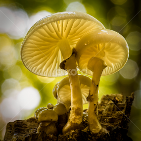 Fungis in backlight by Peter Samuelsson - Nature Up Close Mushrooms & Fungi