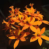 Ibague's Epidendrum
