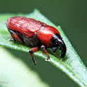 Red weevil