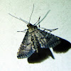 Crambid Moth