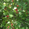 Red wild berry