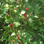 Red wild berry